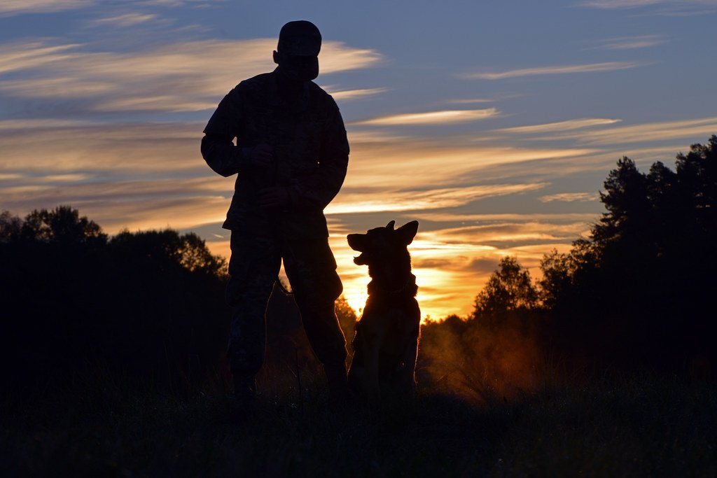 A handler and a shepherd at sunset