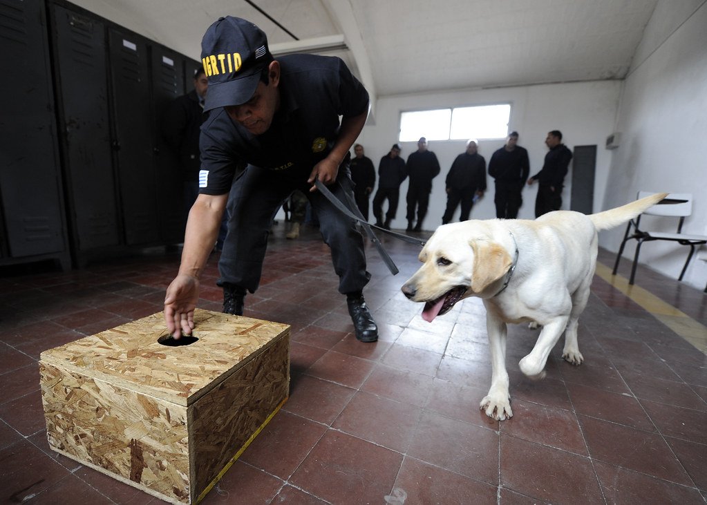 A labrador searching a box at its handler direction