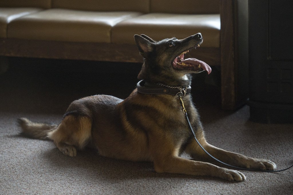 A dog in a down, looking up at its handler