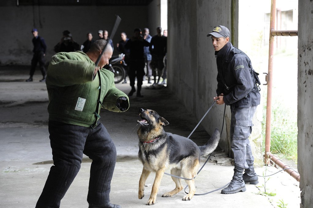 A shepherd on a leash, facing a helper in a bite sleeve
