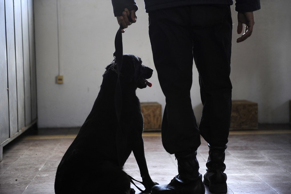 A dog sitting at its trainer's side