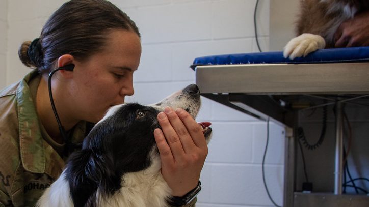 A veterinarian holds a border collie's face in a clinic