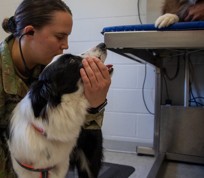 A veterinarian holding a border collie's face in a clinic