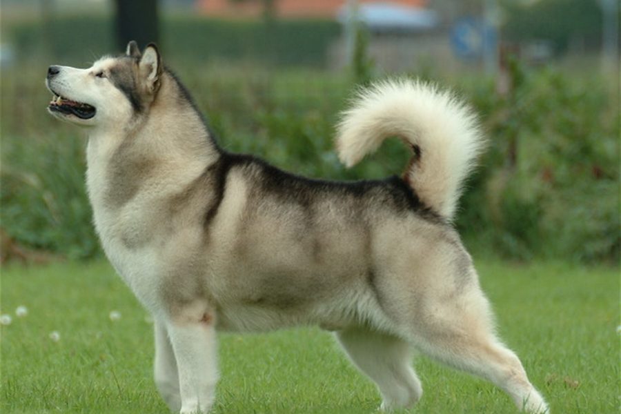Alaskan Malamute