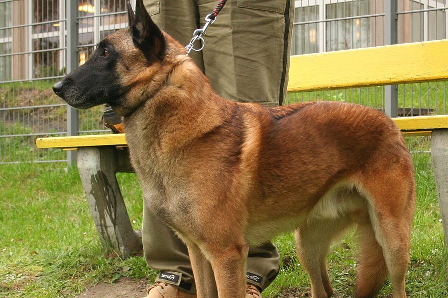 Belgian Shepherd Dog