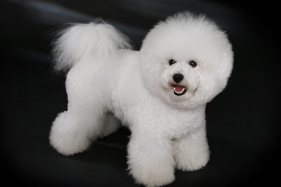 Bichon Frise