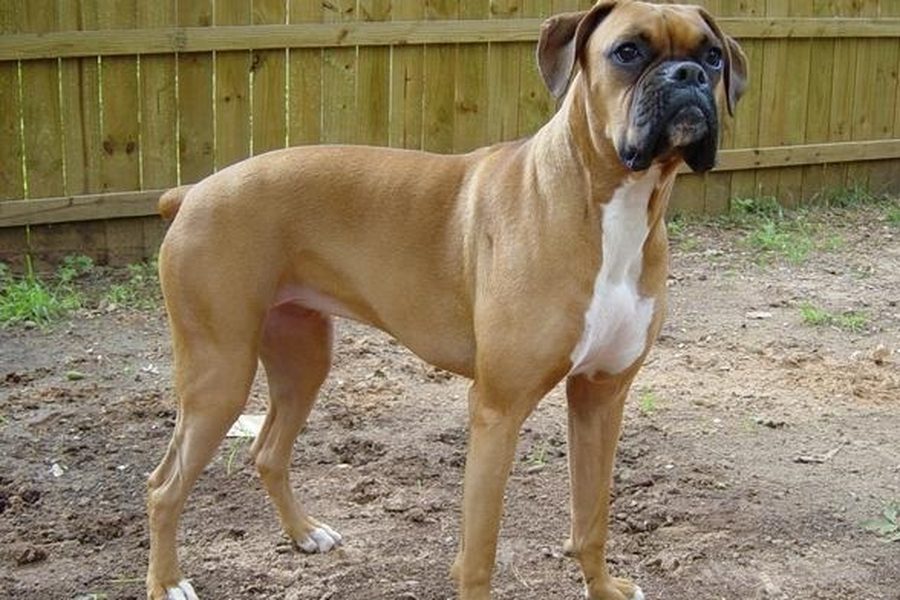 Boxer