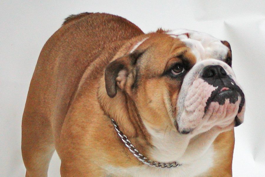 Bulldog