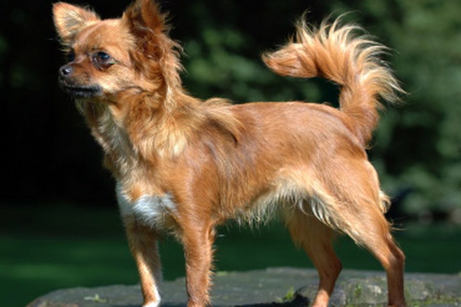 Chihuahua