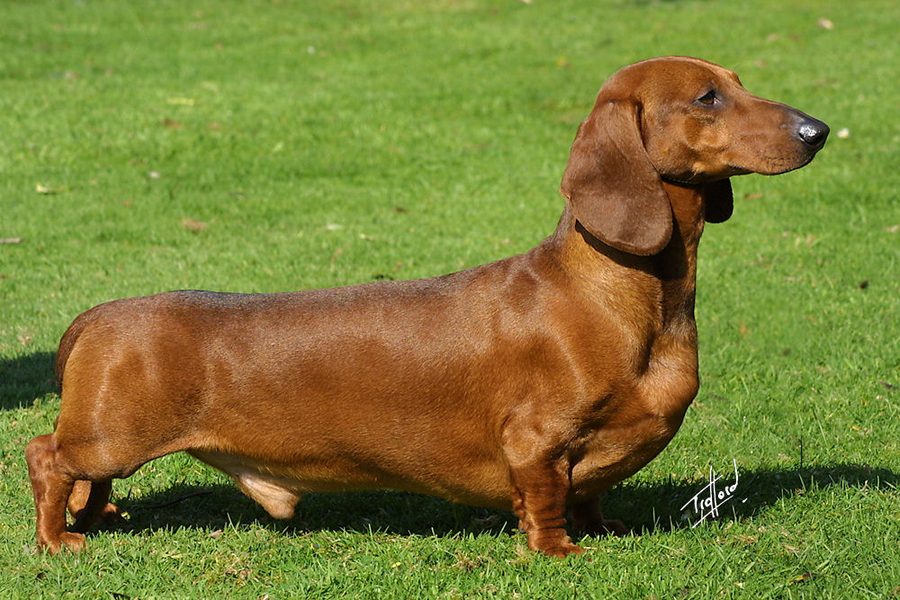Dachshund