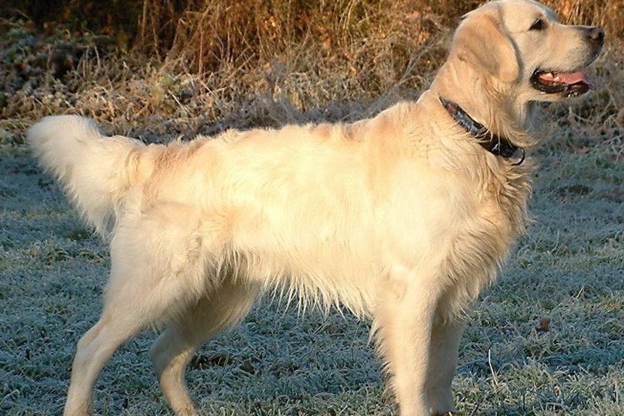 Golden Retriever