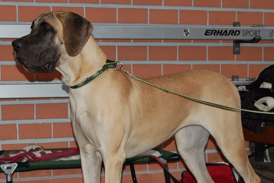 Great Dane