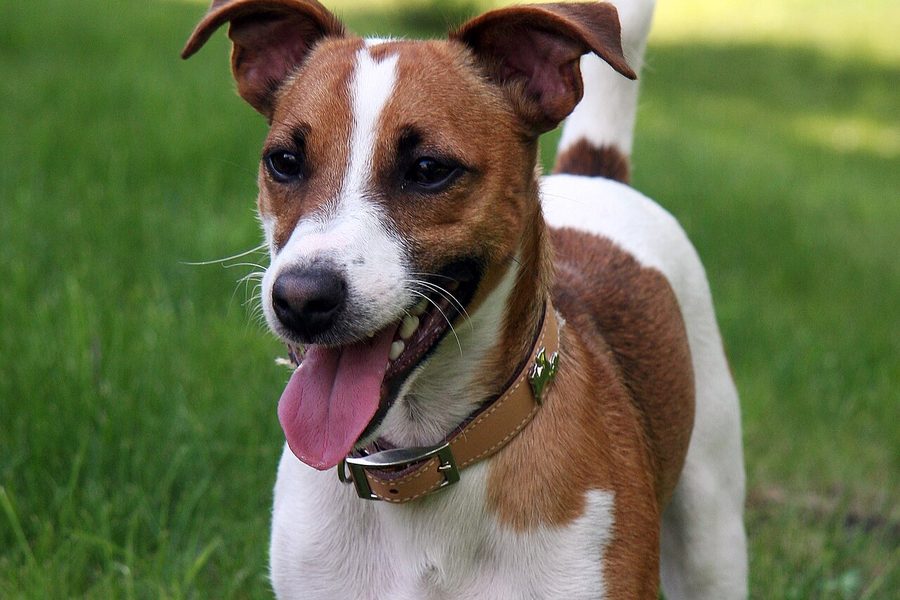 Jack Russell Terrier