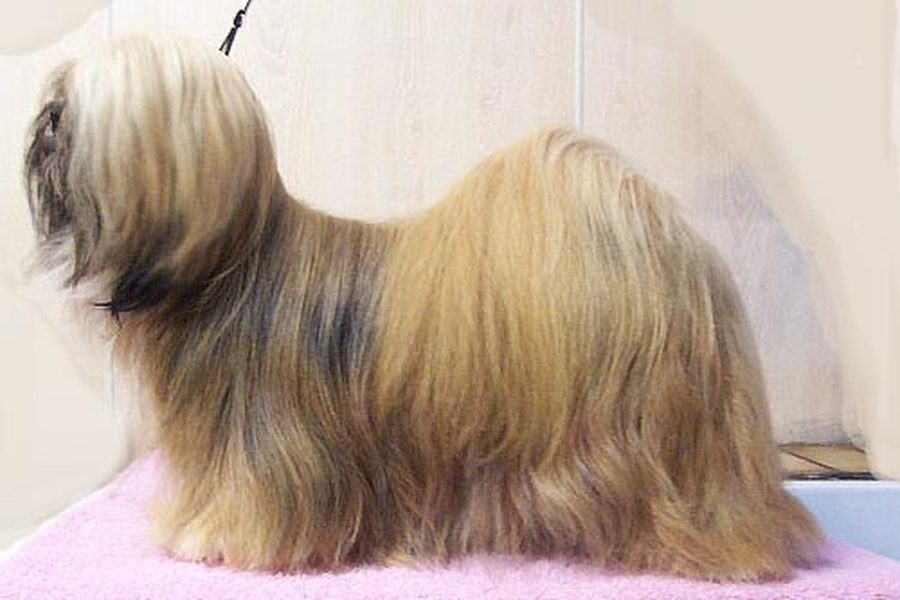 Lhasa Apso