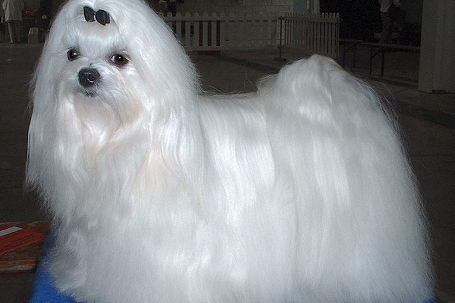 Maltese