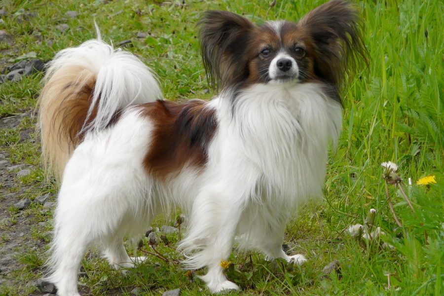 Papillon