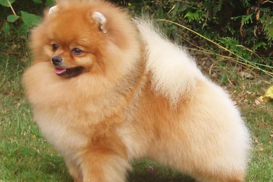 Pomeranian