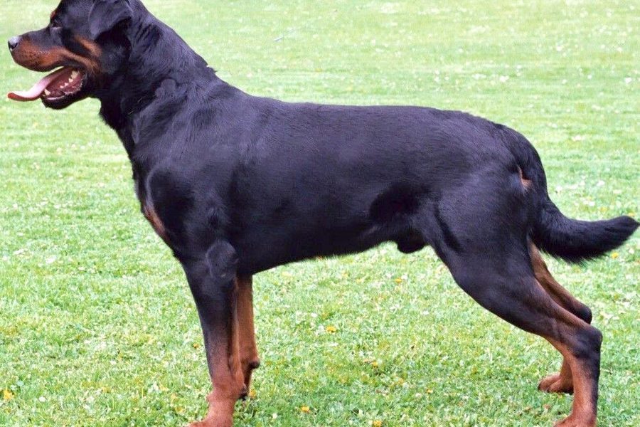 Rottweiler