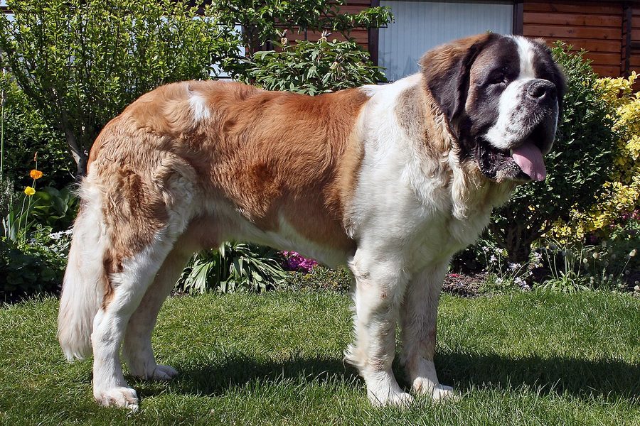 St. Bernard
