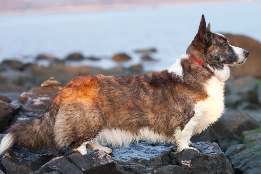 Welsh Corgi (Cardigan)