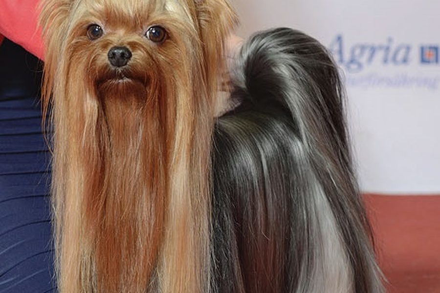 Yorkshire Terrier