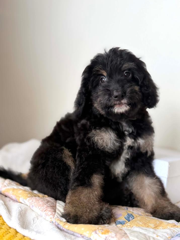 Pip
