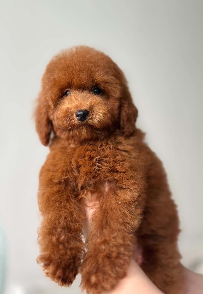 Max